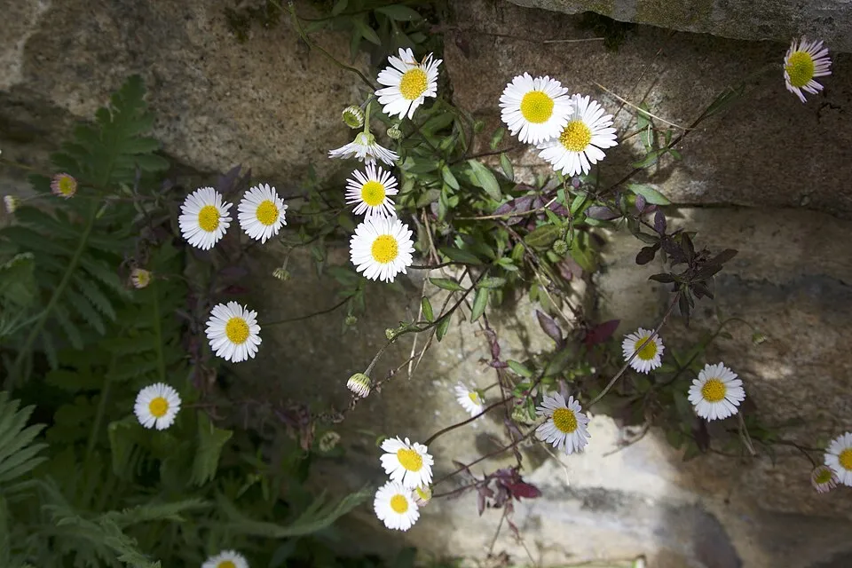 Pirosodó küllőrojt / Erigeron karvinskianus