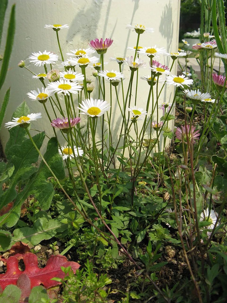 Pirosodó küllőrojt / Erigeron karvinskianus