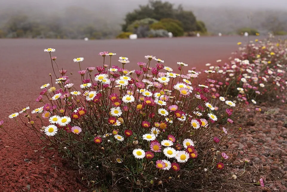 Pirosodó küllőrojt / Erigeron karvinskianus