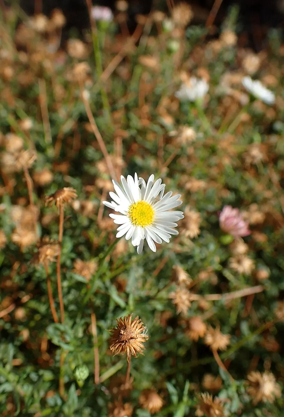 Pirosodó küllőrojt / Erigeron karvinskianus