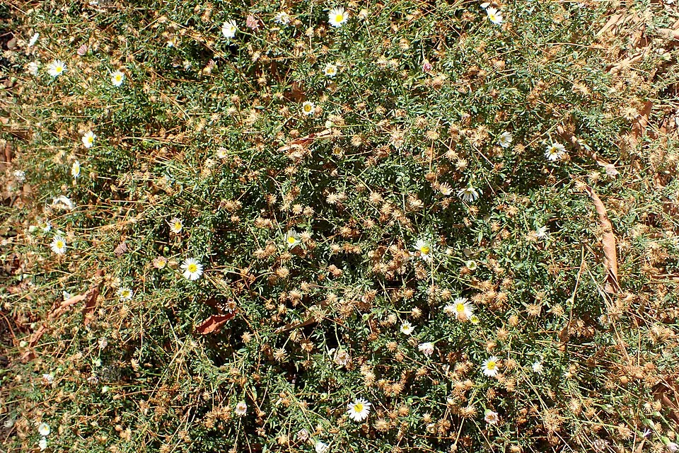 Pirosodó küllőrojt / Erigeron karvinskianus