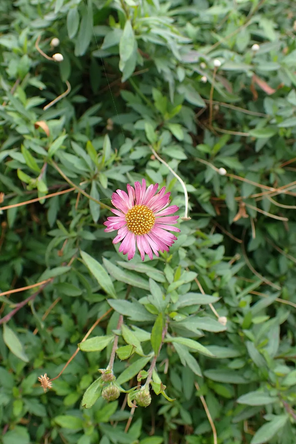 Pirosodó küllőrojt / Erigeron karvinskianus