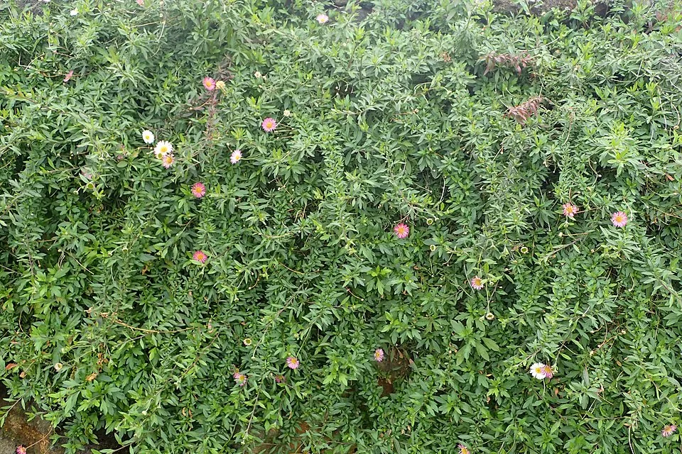 Pirosodó küllőrojt / Erigeron karvinskianus