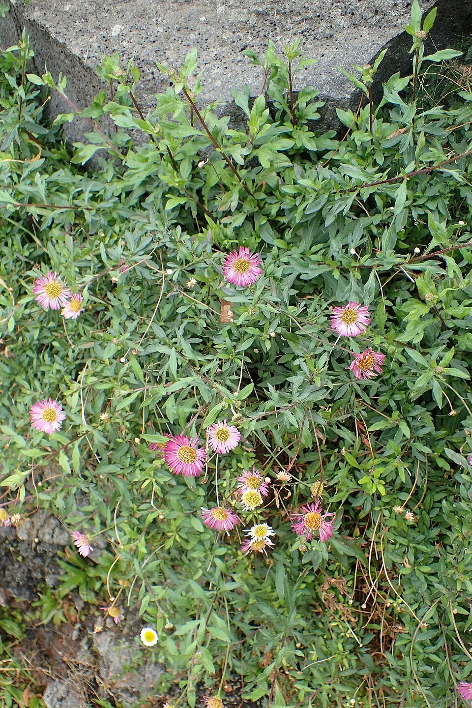 Pirosodó küllőrojt / Erigeron karvinskianus