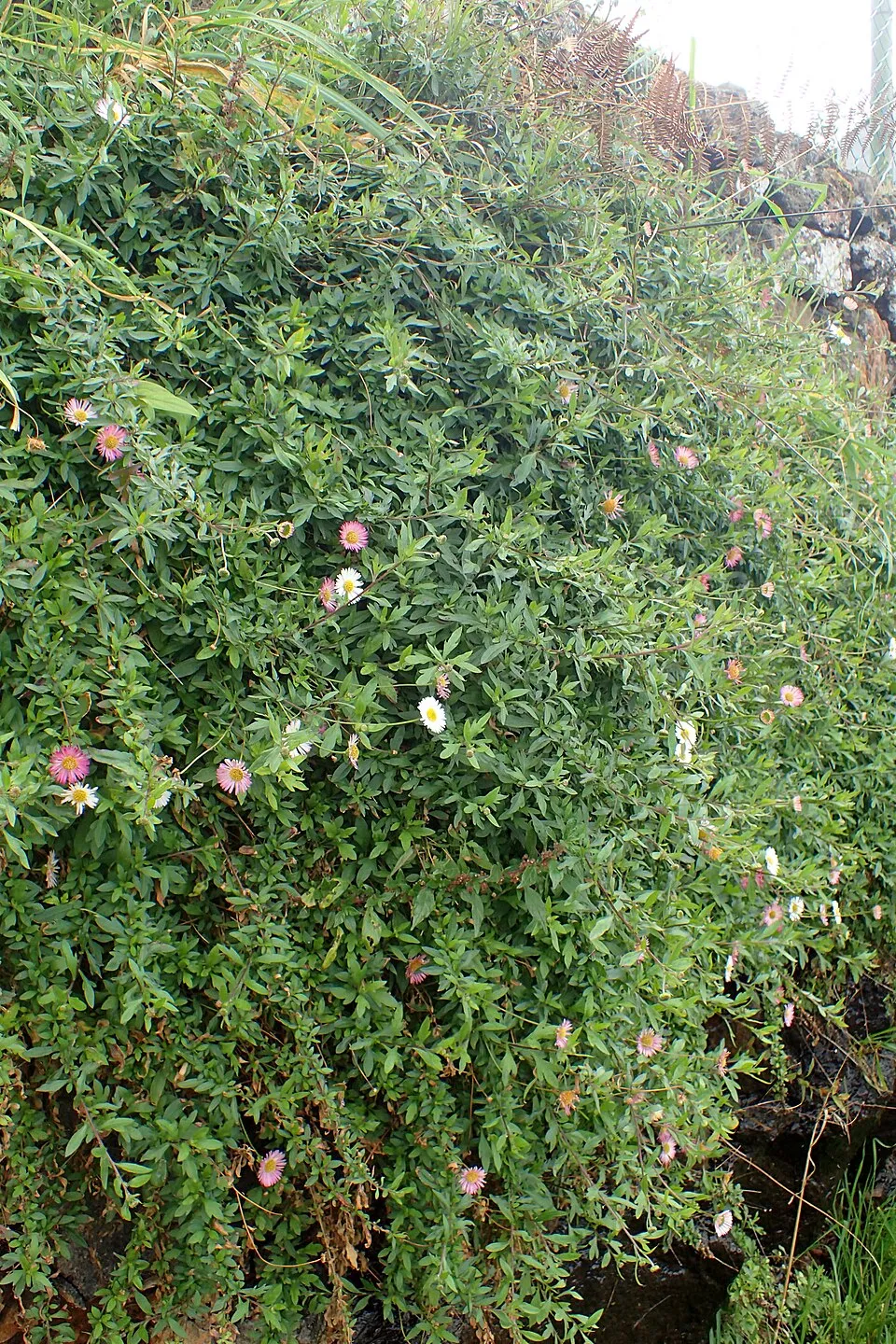 Pirosodó küllőrojt / Erigeron karvinskianus