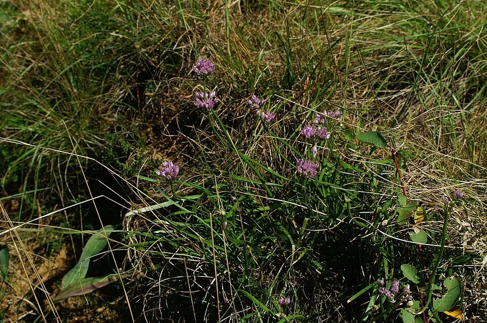 Hegyi hagyma / Allium senescens 'Lisa Blue'