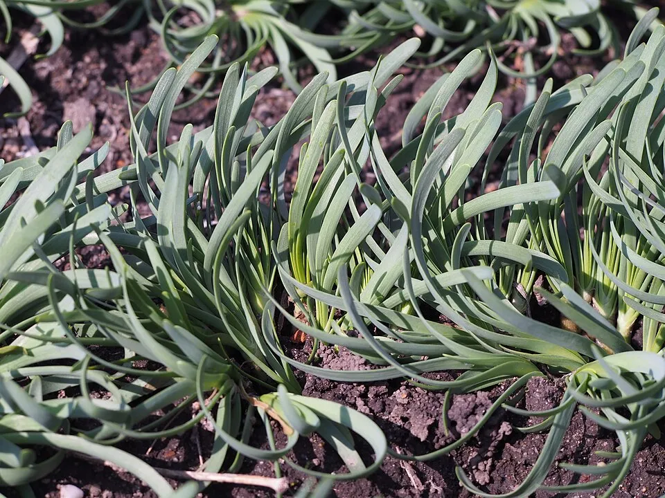 Hegyi hagyma / Allium senescens 'Lisa Blue'