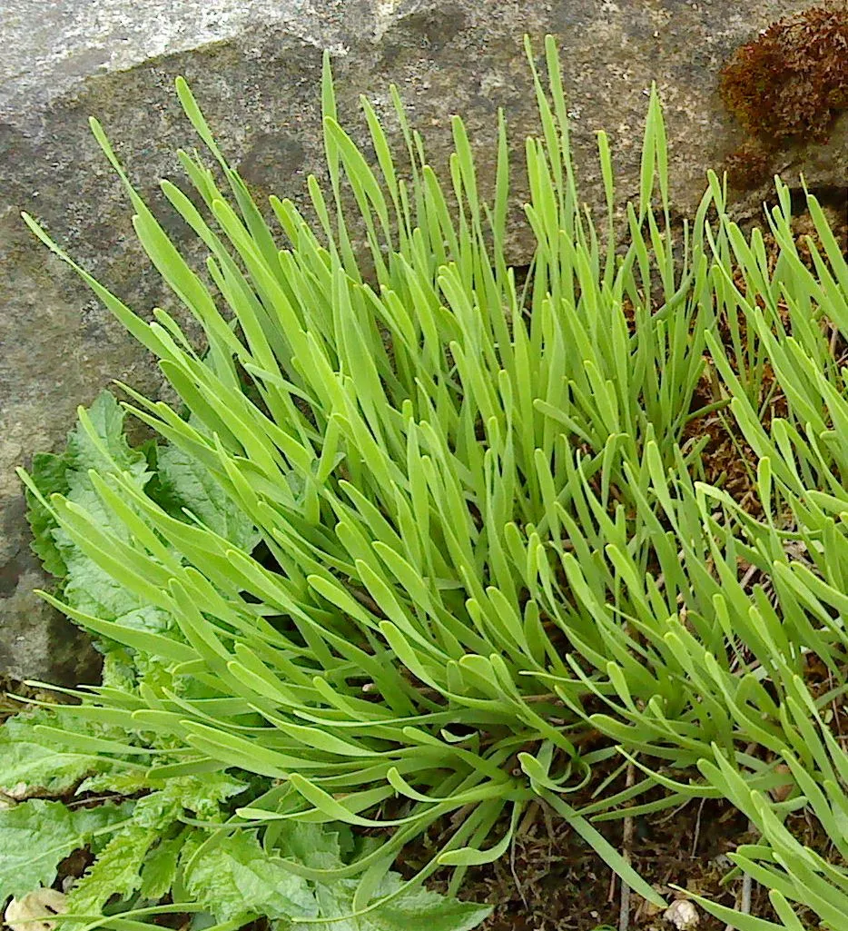 Hegyi hagyma / Allium senescens 'Lisa Blue'