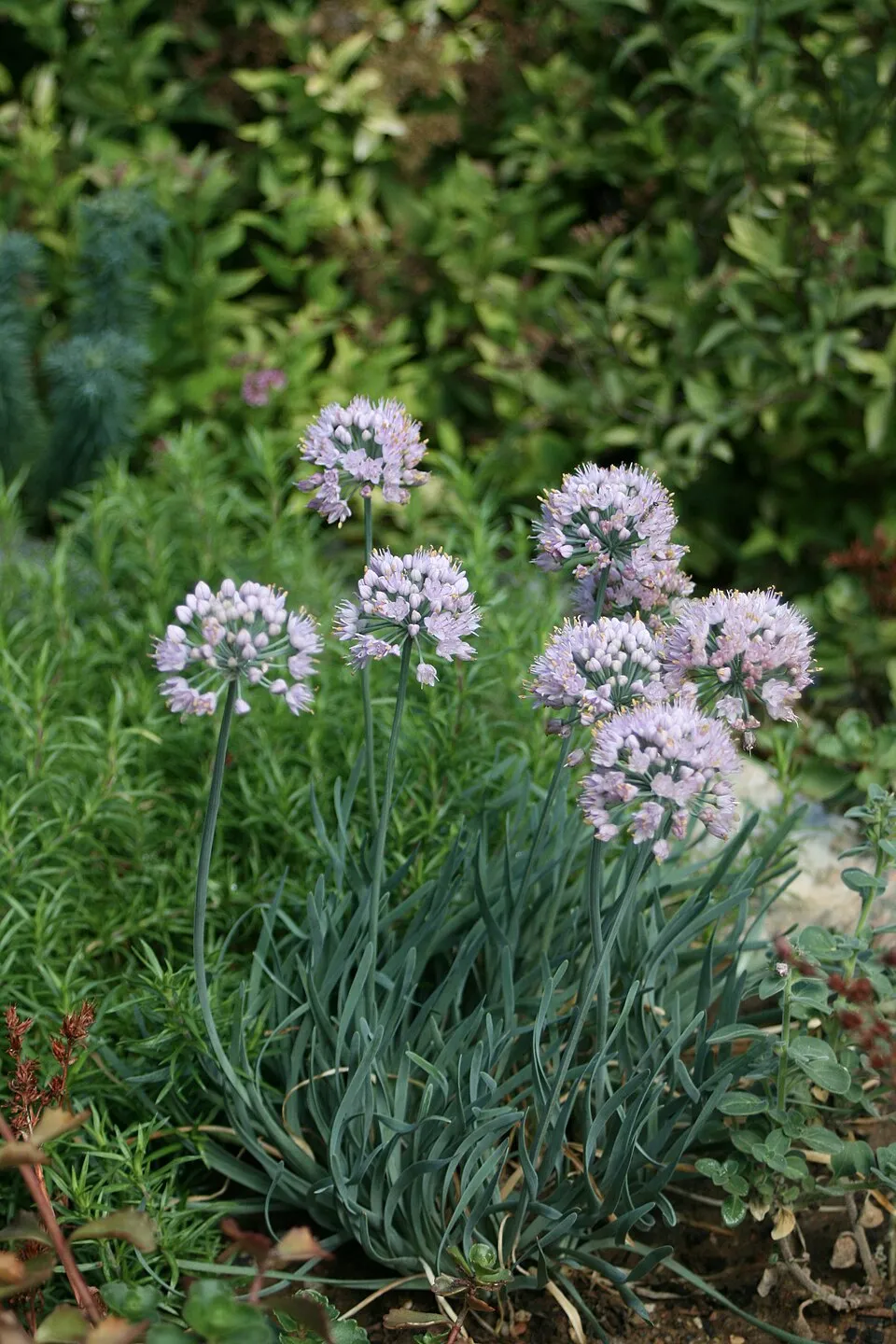 Hegyi hagyma / Allium senescens 'Lisa Blue'