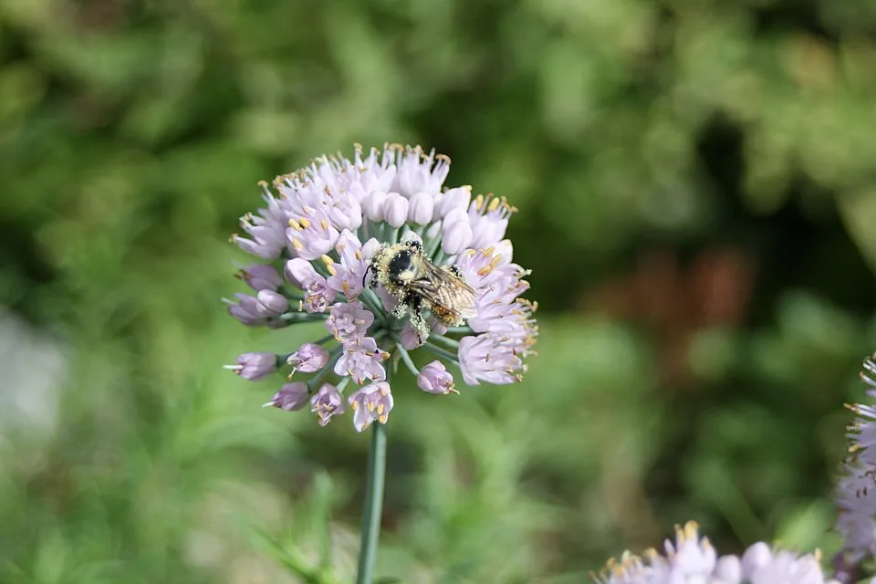 Hegyi hagyma / Allium senescens 'Lisa Blue'