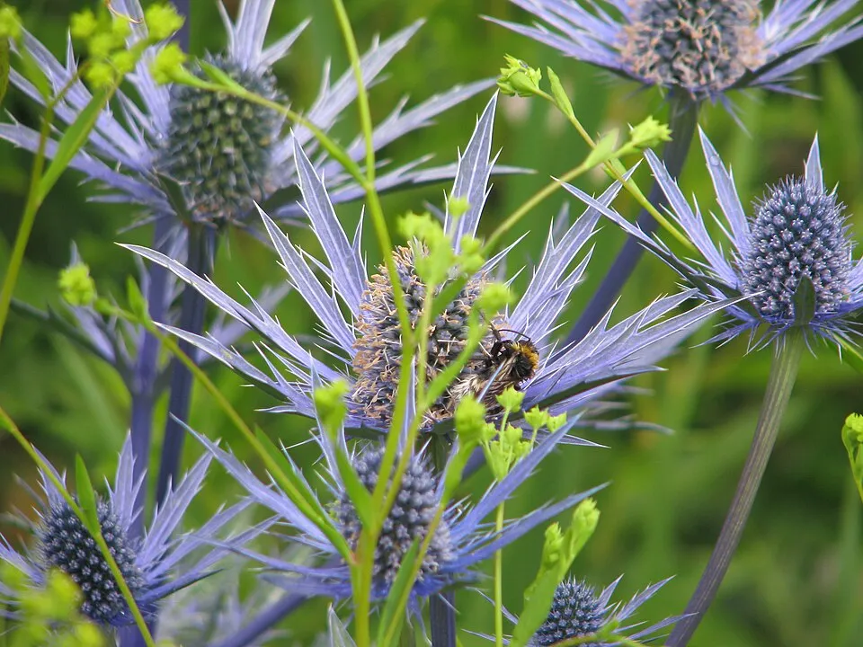 Iringó / Eryngium × zabelii 'Neptune's Gold'