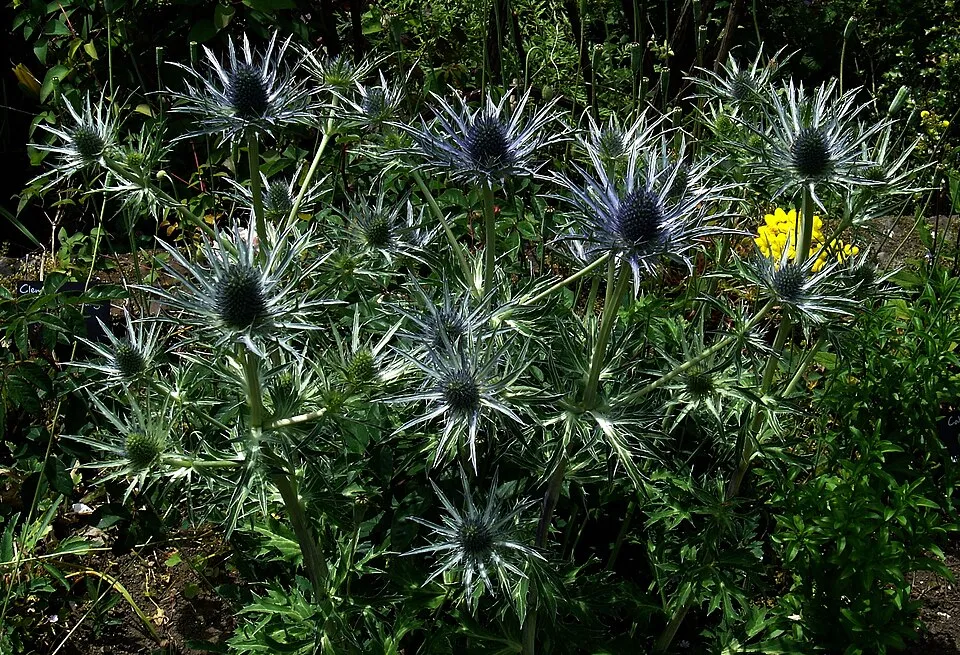 Iringó / Eryngium × zabelii 'Neptune's Gold'