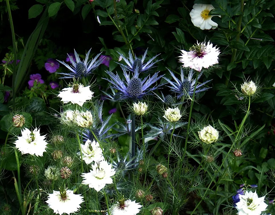 Iringó / Eryngium × zabelii 'Neptune's Gold'