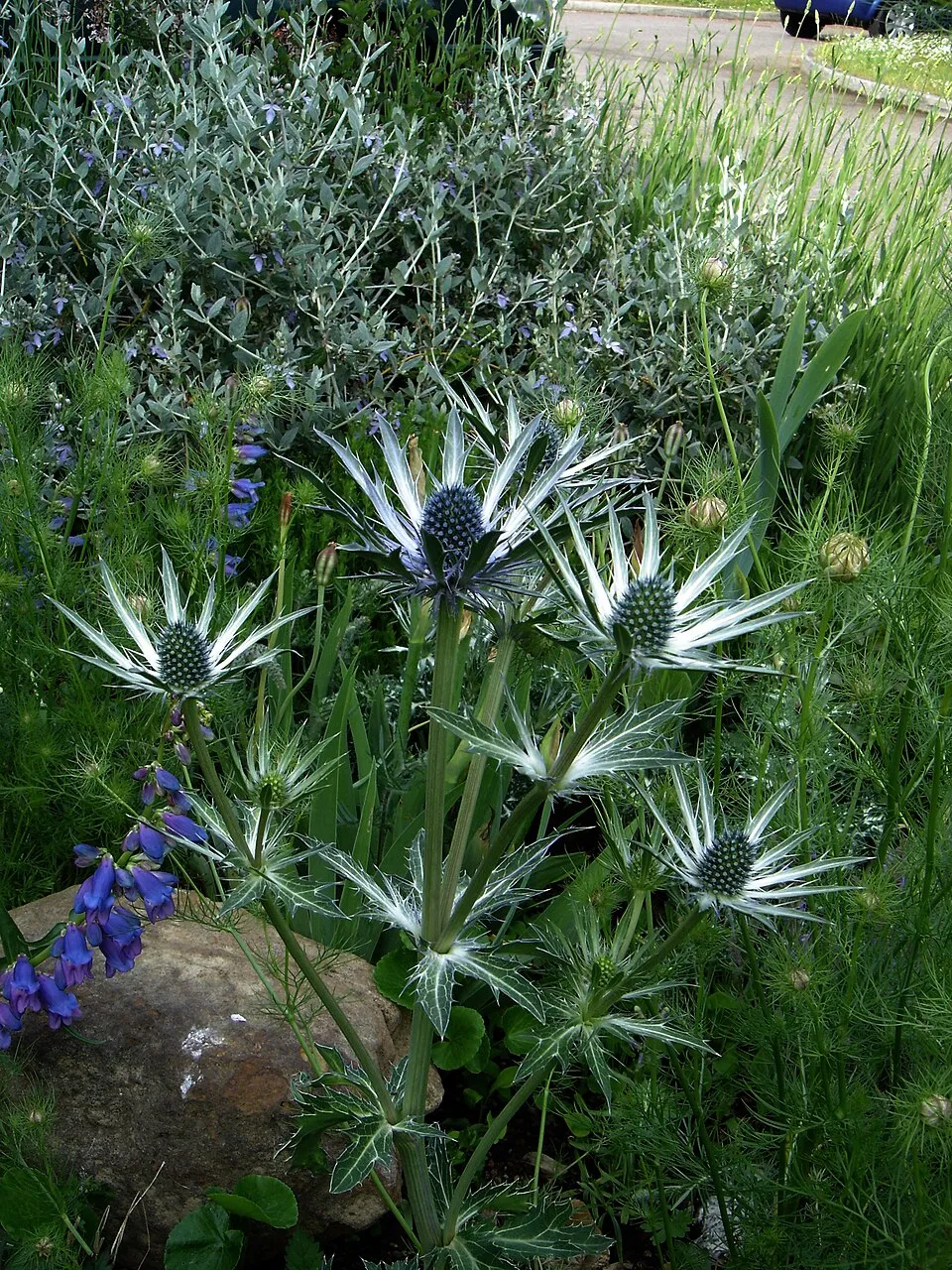 Iringó / Eryngium × zabelii 'Neptune's Gold'