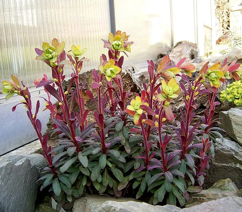 Erdei kutyatej / Euphorbia amygdaloides 'Purpurea'