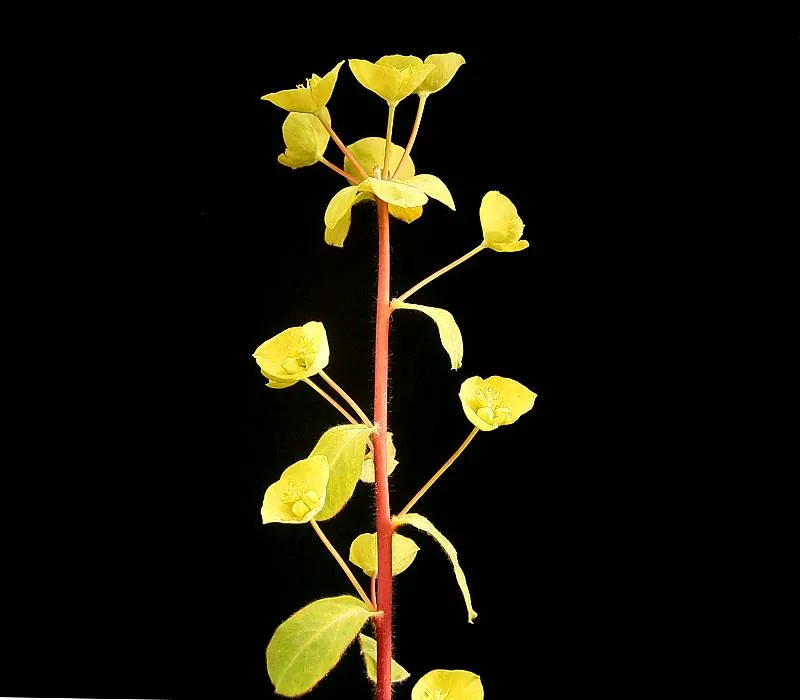 Erdei kutyatej / Euphorbia amygdaloides 'Purpurea'