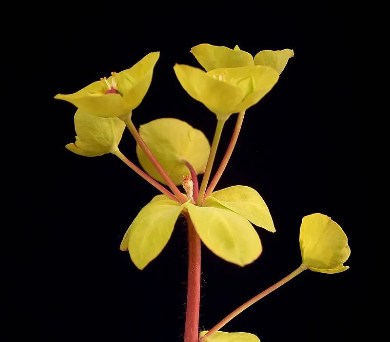 Erdei kutyatej / Euphorbia amygdaloides 'Purpurea'