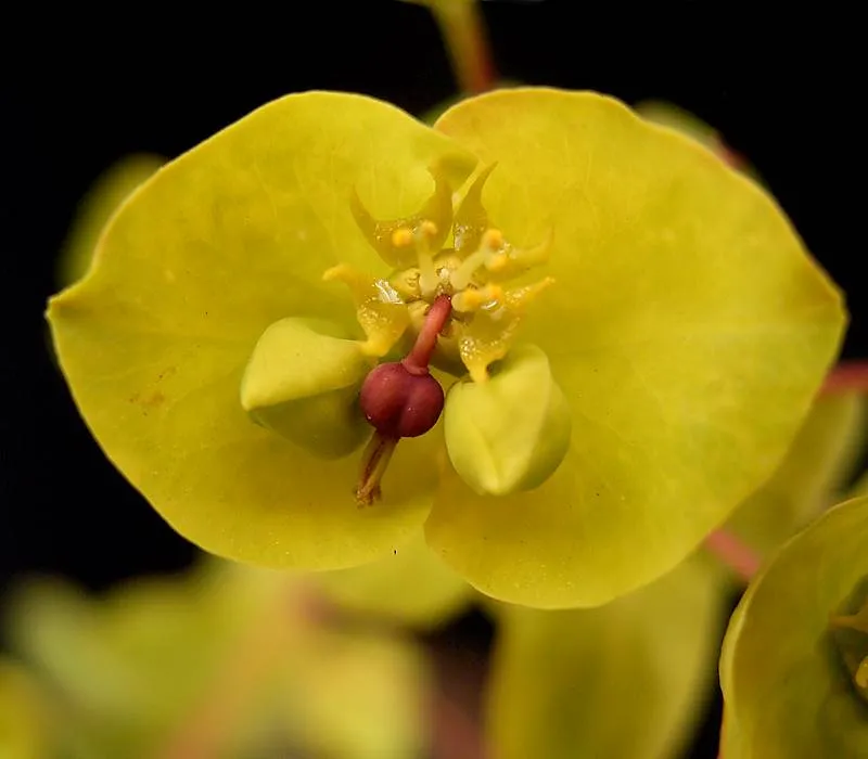 Erdei kutyatej / Euphorbia amygdaloides 'Purpurea'