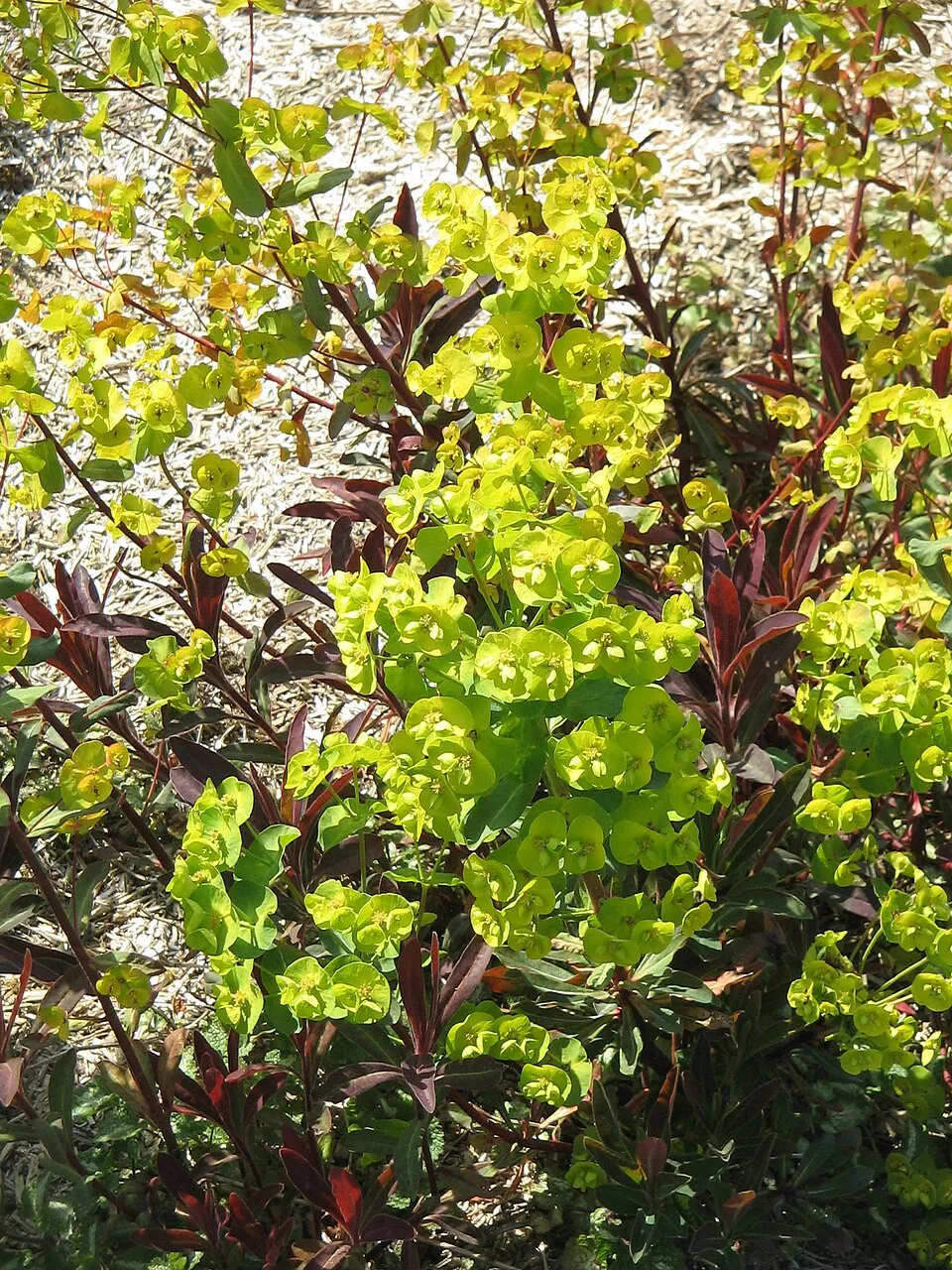Erdei kutyatej / Euphorbia amygdaloides 'Purpurea'