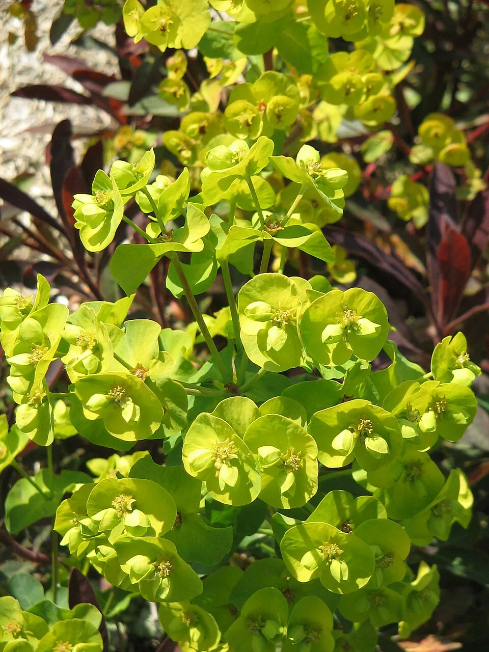 Erdei kutyatej / Euphorbia amygdaloides 'Purpurea'