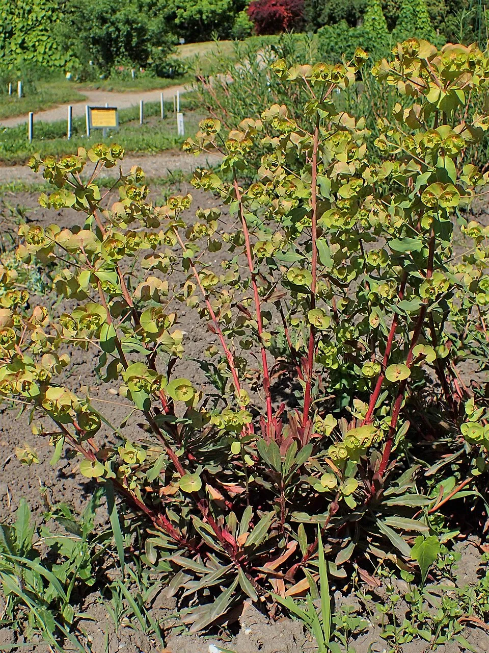 Erdei kutyatej / Euphorbia amygdaloides 'Purpurea'