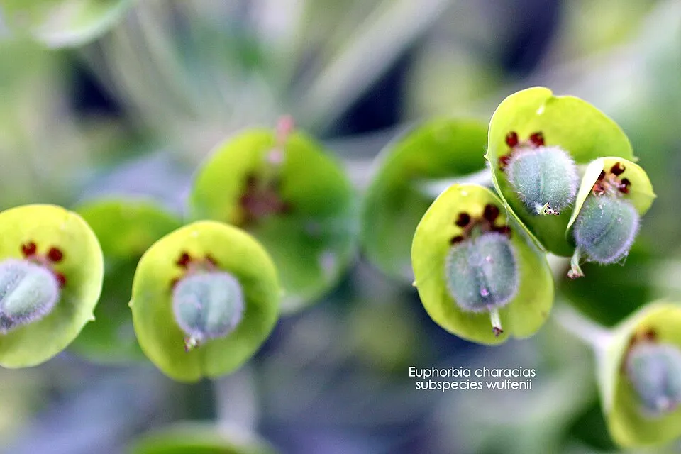Velencei kutyatej / Euphorbia characias subsp. wulfenii