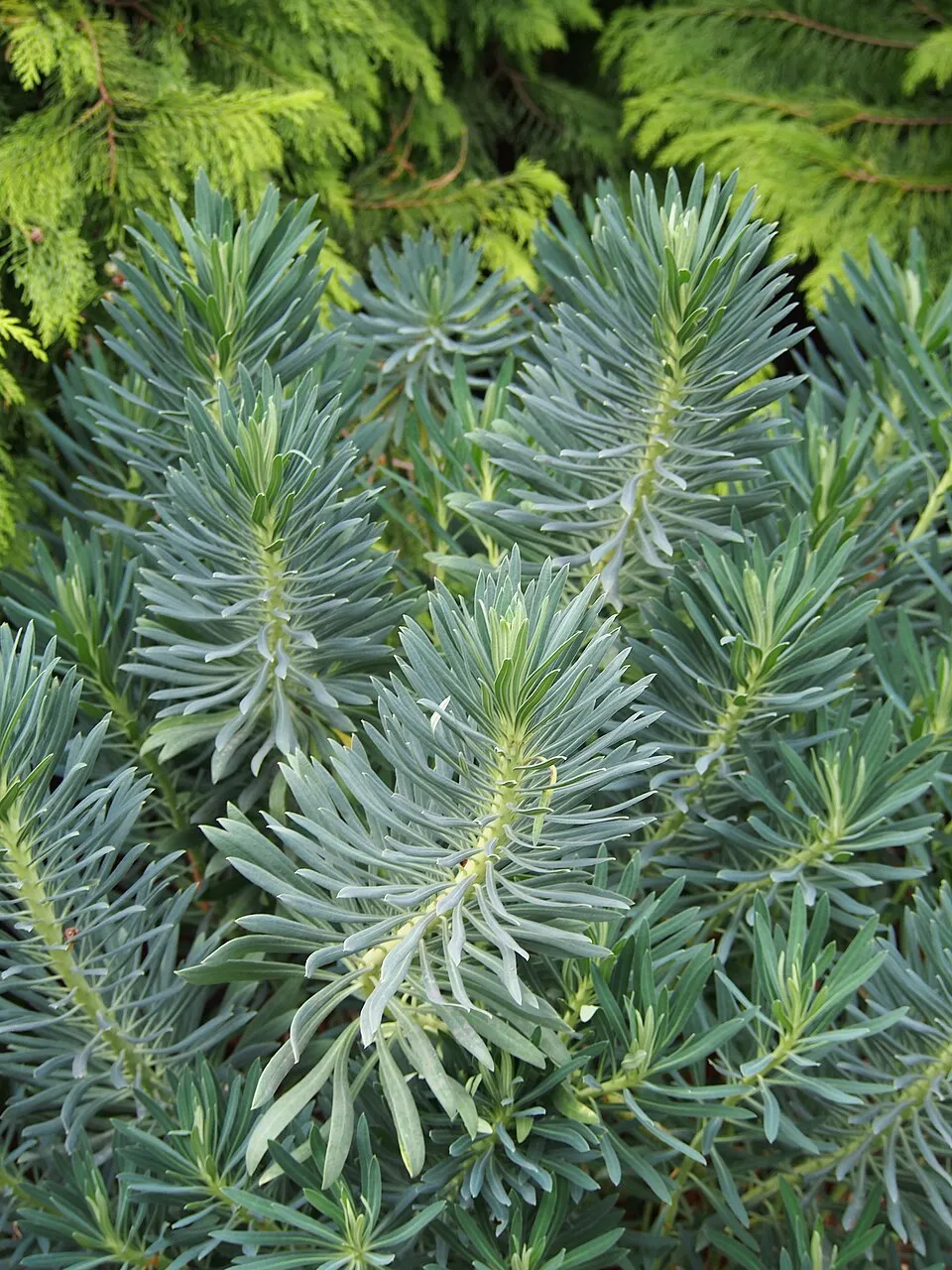 Velencei kutyatej / Euphorbia characias subsp. wulfenii