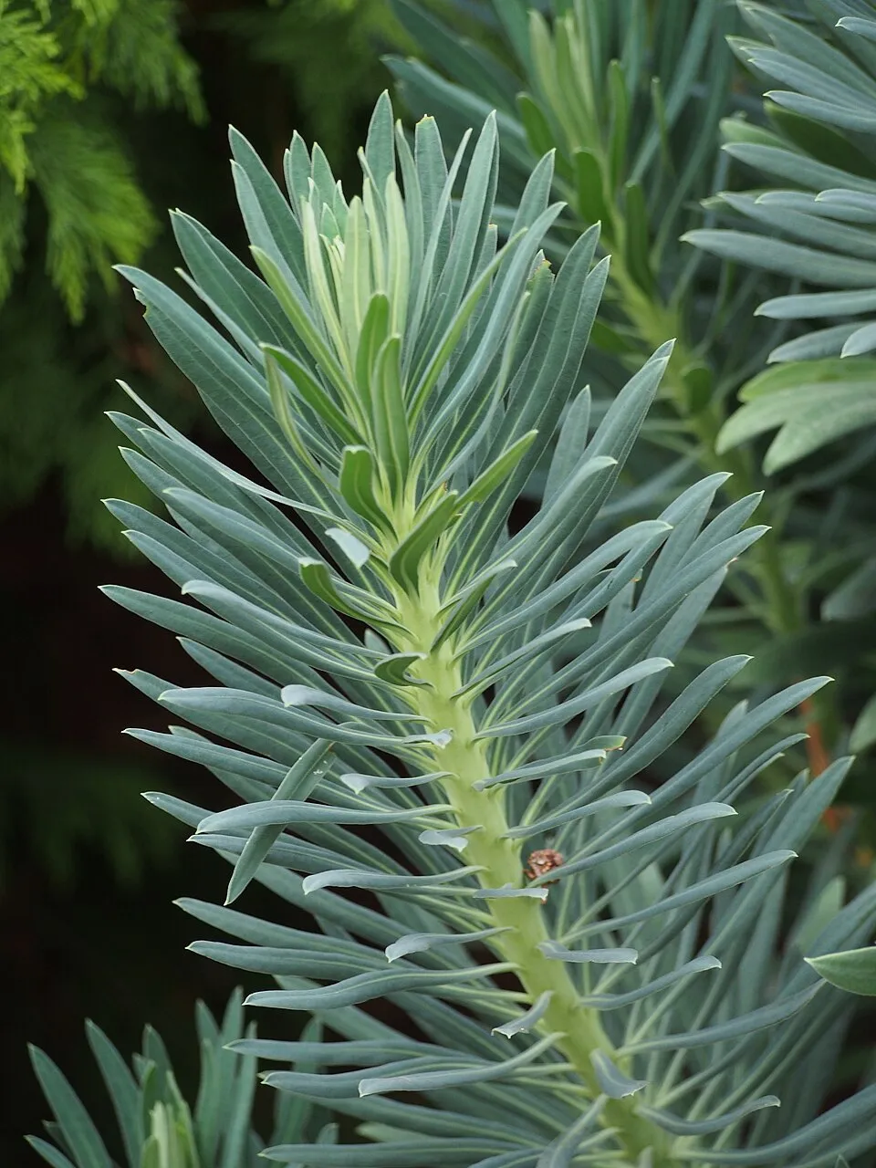 Velencei kutyatej / Euphorbia characias subsp. wulfenii