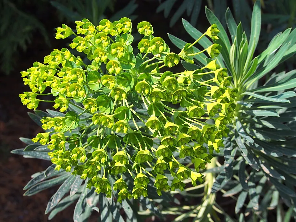 Velencei kutyatej / Euphorbia characias subsp. wulfenii
