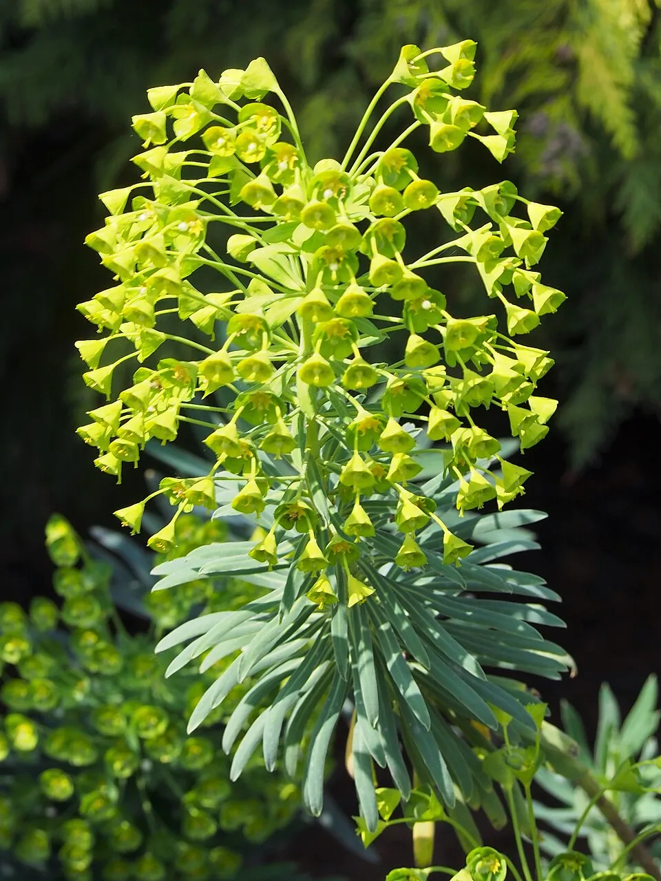 Velencei kutyatej / Euphorbia characias subsp. wulfenii