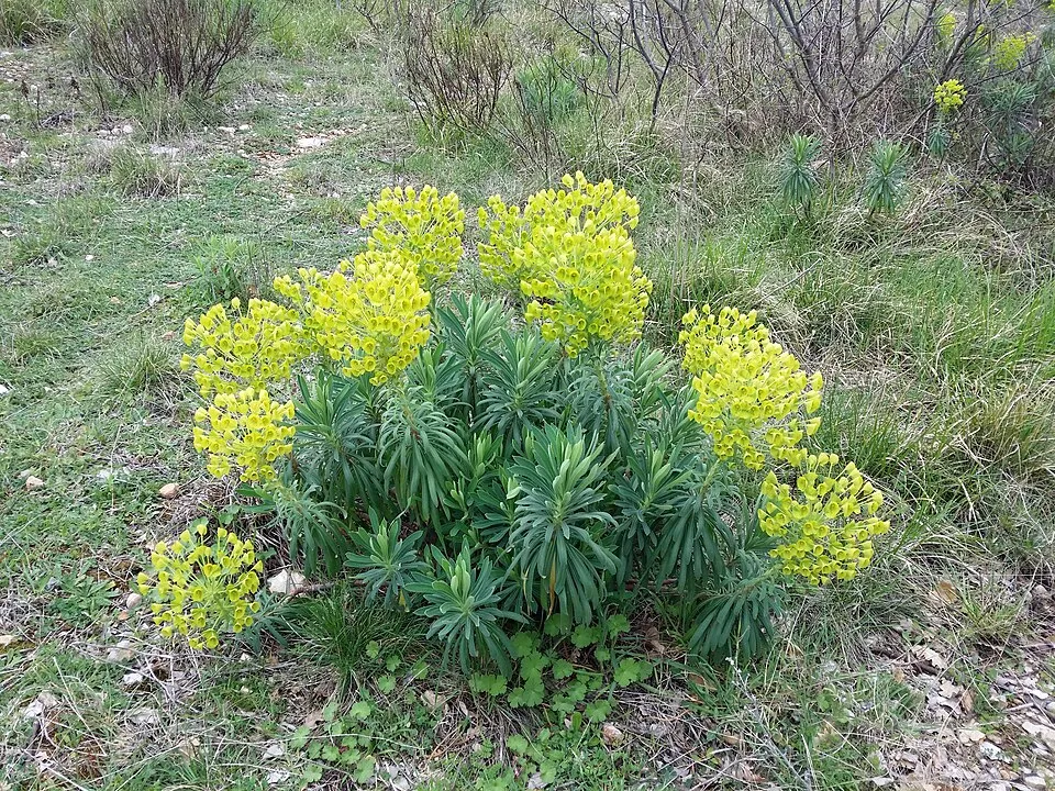 Velencei kutyatej / Euphorbia characias subsp. wulfenii