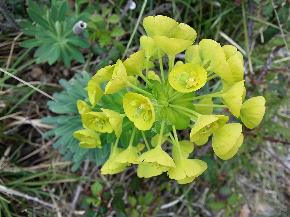 Velencei kutyatej / Euphorbia characias subsp. wulfenii