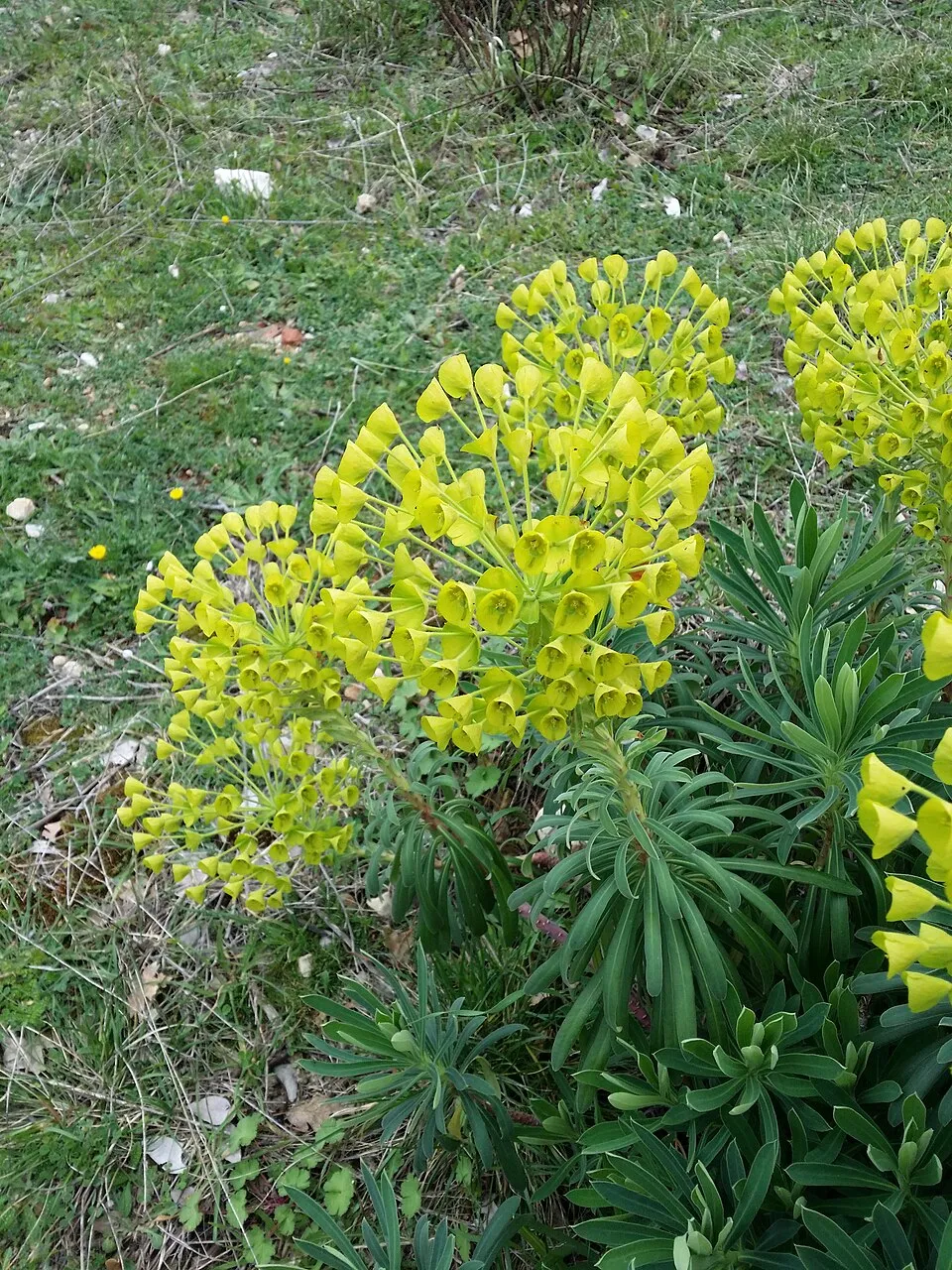 Velencei kutyatej / Euphorbia characias subsp. wulfenii
