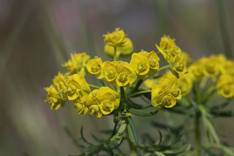 Farkas kutyatej / Euphorbia cyparissias