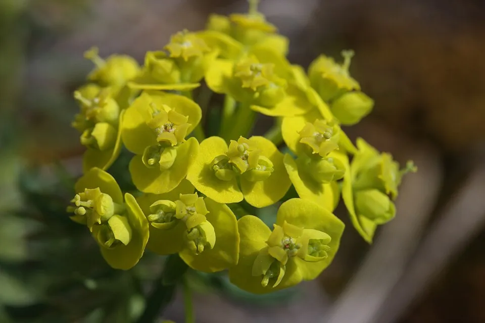 Farkas kutyatej / Euphorbia cyparissias