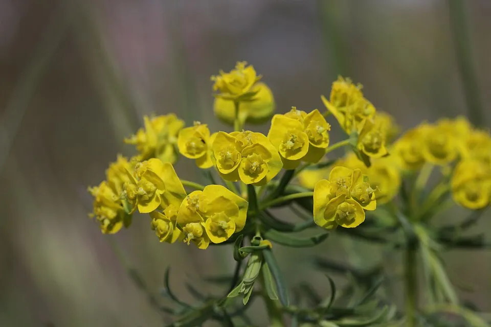 Farkas kutyatej / Euphorbia cyparissias