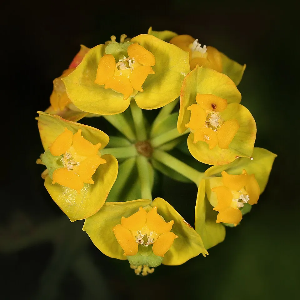 Farkas kutyatej / Euphorbia cyparissias