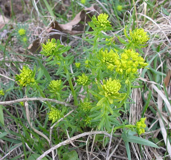 Farkas kutyatej / Euphorbia cyparissias