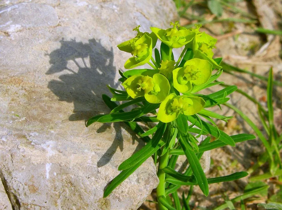 Farkas kutyatej / Euphorbia cyparissias