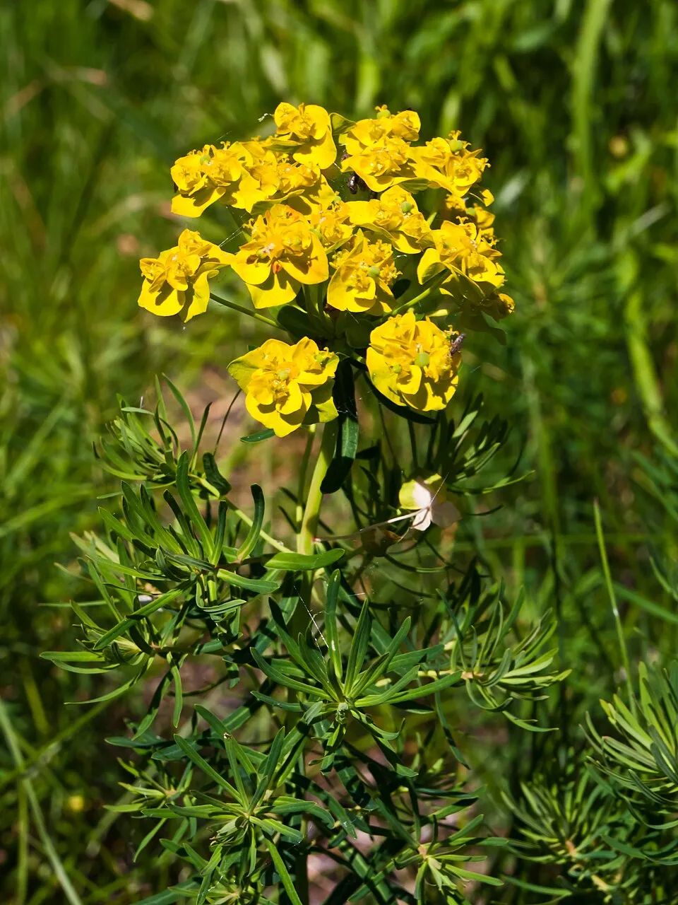 Farkas kutyatej / Euphorbia cyparissias
