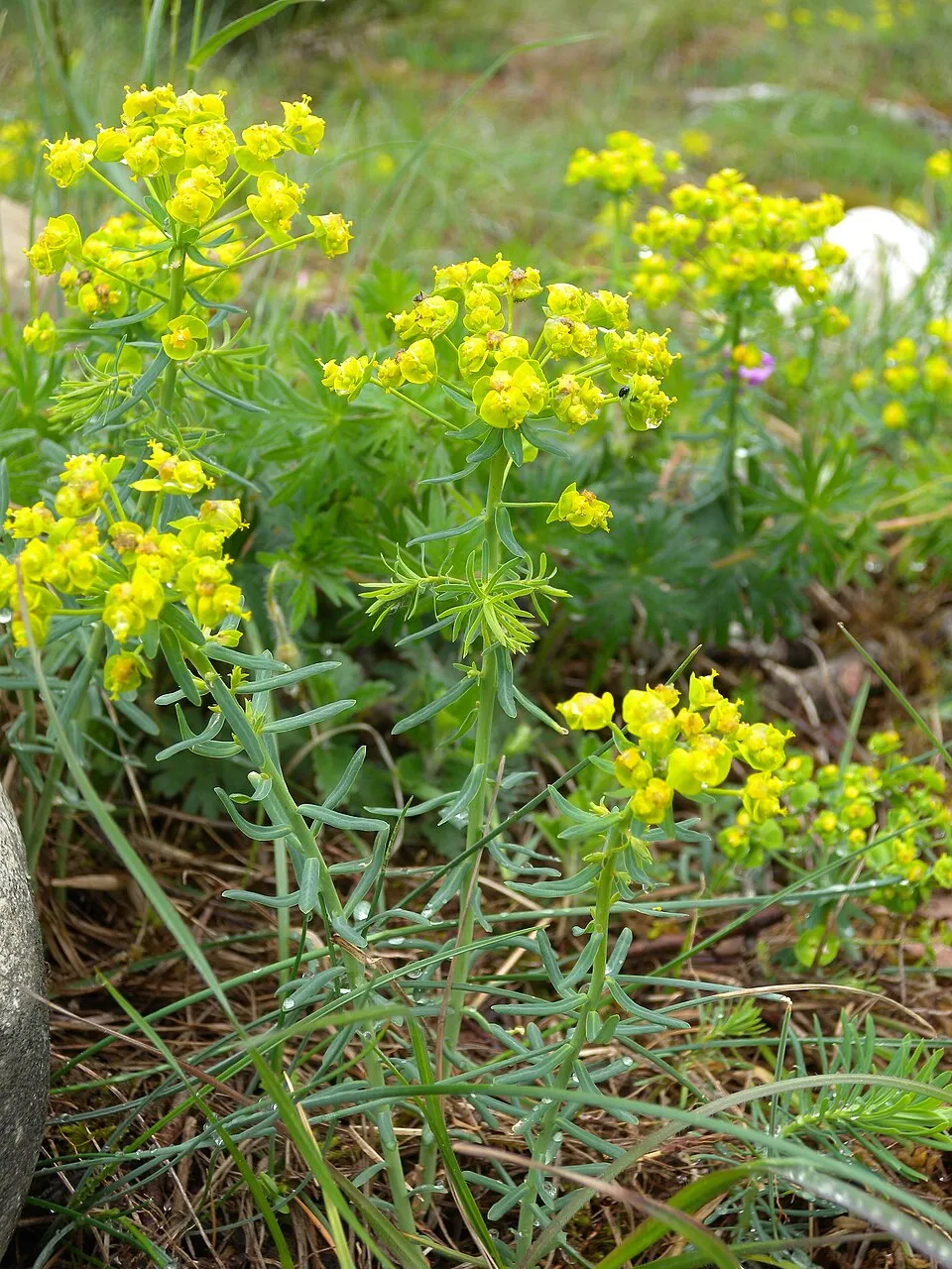 Farkas kutyatej / Euphorbia cyparissias