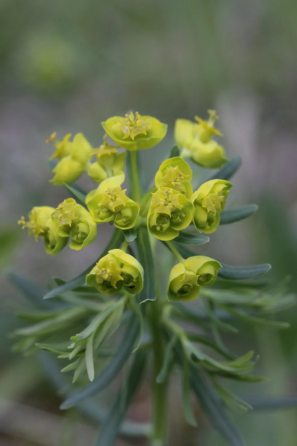 Farkas kutyatej / Euphorbia cyparissias