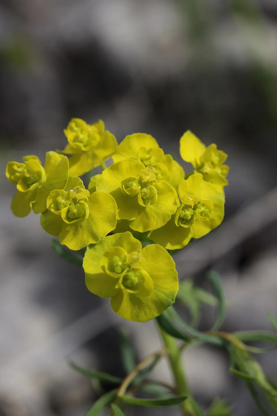 Farkas kutyatej / Euphorbia cyparissias