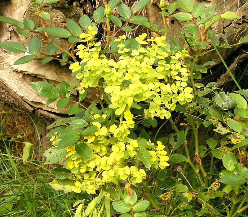 Pusztai kutyatej / Euphorbia seguieriana ssp. niciciana