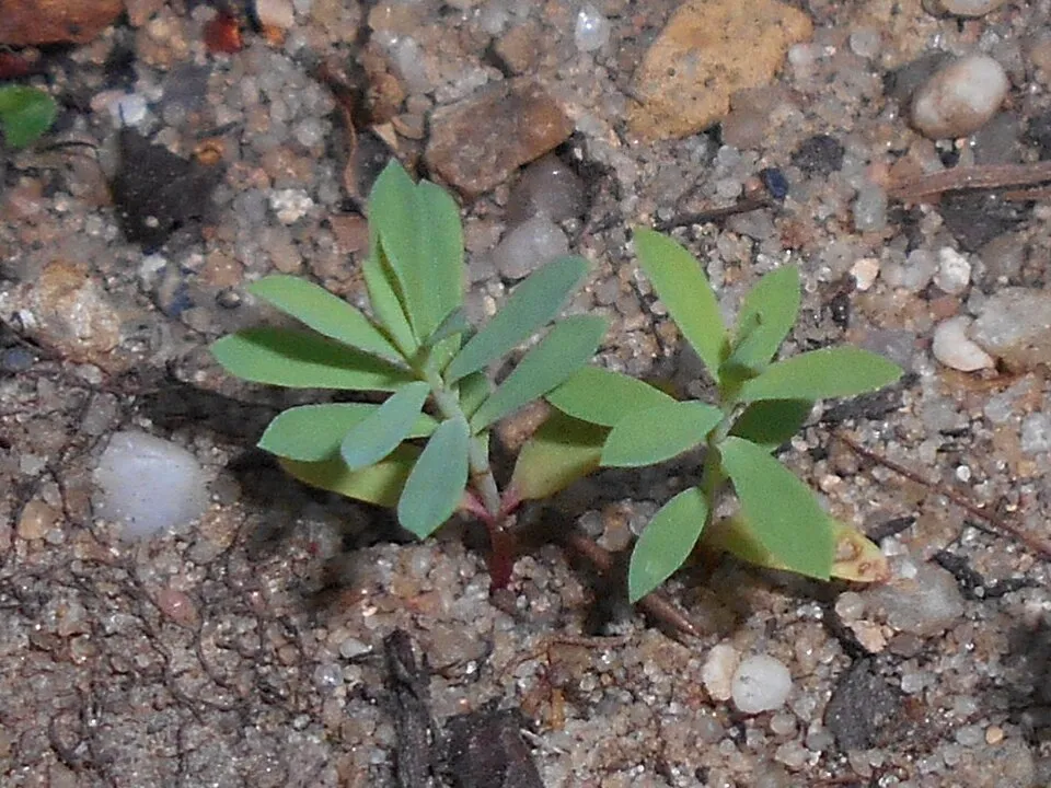 Pusztai kutyatej / Euphorbia seguieriana 'Sternenwolke'
