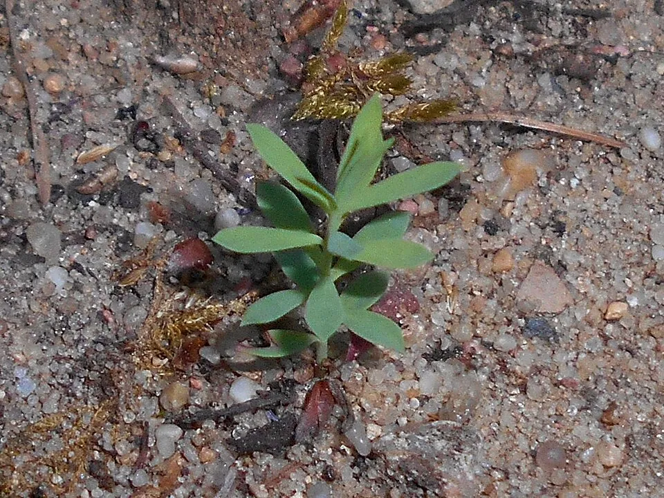 Pusztai kutyatej / Euphorbia seguieriana 'Sternenwolke'