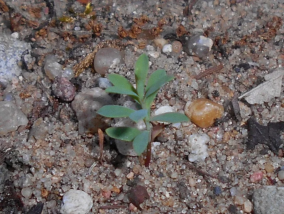 Pusztai kutyatej / Euphorbia seguieriana 'Sternenwolke'