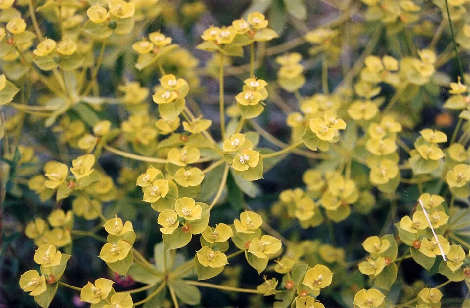 Pusztai kutyatej / Euphorbia seguieriana 'Sternenwolke'