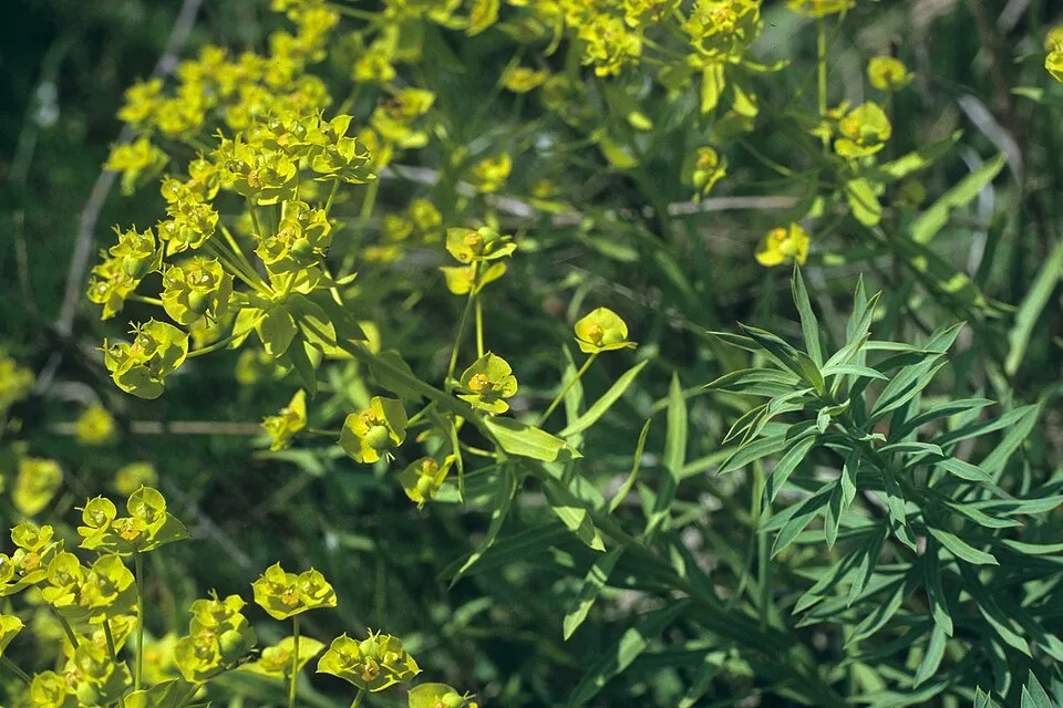 Pusztai kutyatej / Euphorbia seguieriana 'Sternenwolke'