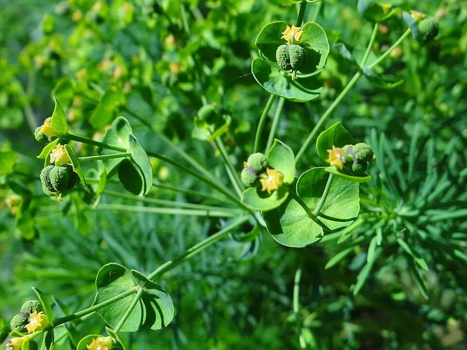 Pusztai kutyatej / Euphorbia seguieriana 'Sternenwolke'
